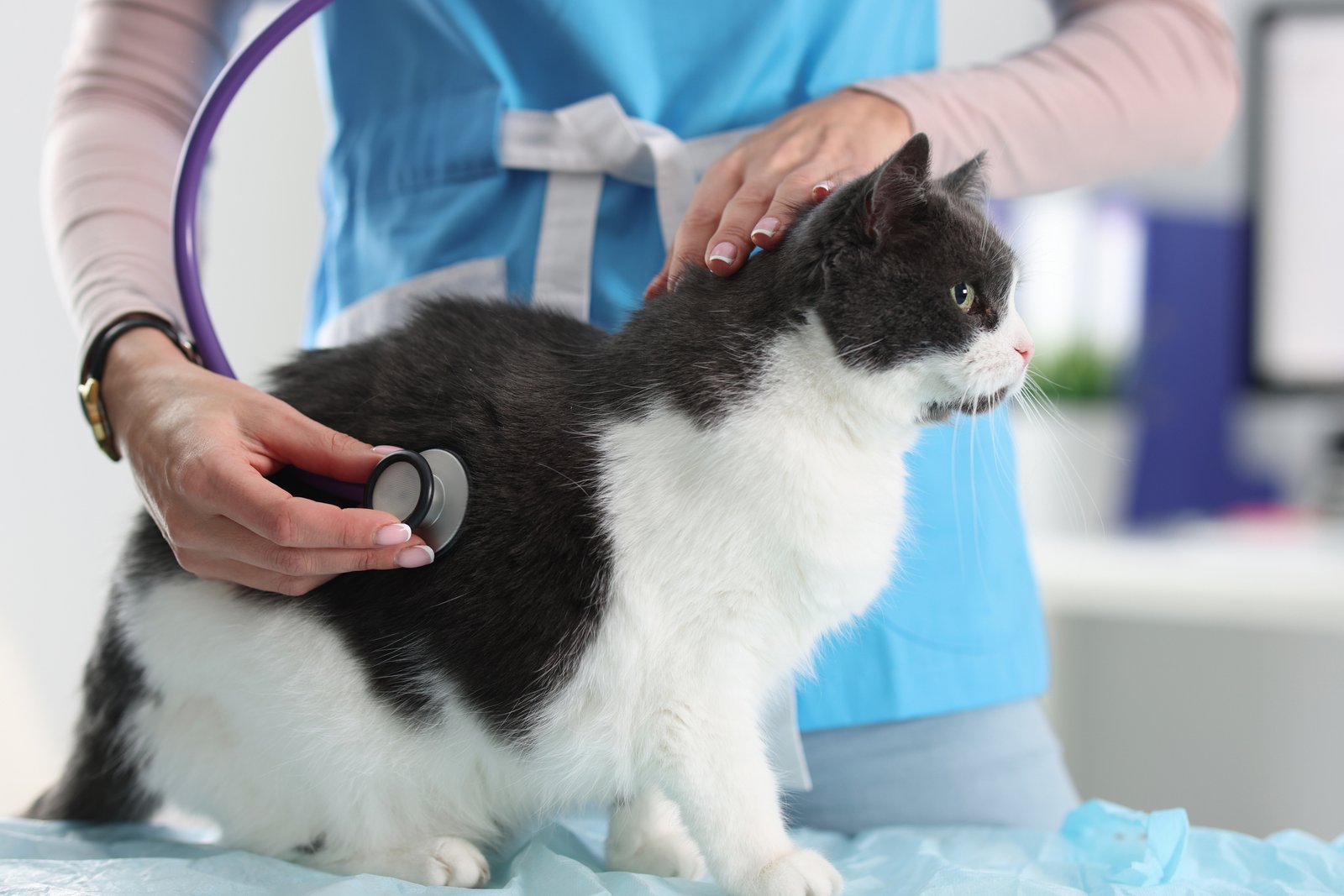 Veterinarian using a stethoscope to examine a cat
